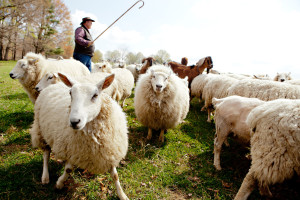 Craig Rogers with his sheep and lambs at his farm, Border Springs Farm, in Patrick Springs VA..Photos by Peter Taylor