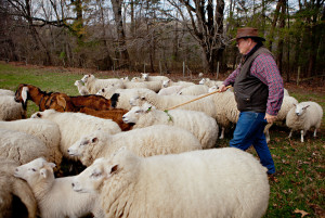 Craig Rogers with his sheep and lambs at his farm, Border Springs Farm, in Patrick Springs VA..Photos by Peter Taylor