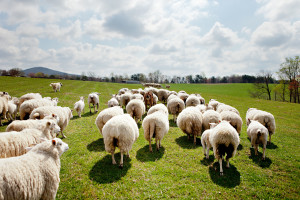 Craig Rogers with his sheep and lambs at his farm, Border Springs Farm, in Patrick Springs VA..Photos by Peter Taylor