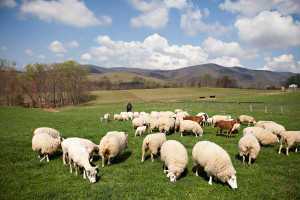 Craig Rogers with his sheep and lambs at his farm, Border Springs Farm, in Patrick Springs VA..Photos by Peter Taylor