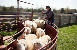 Craig Rogers with his sheep and lambs at his farm, Border Springs Farm, in Patrick Springs VA..Photos by Peter Taylor