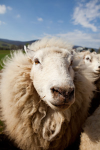 Craig Rogers with his sheep and lambs at his farm, Border Springs Farm, in Patrick Springs VA..Photos by Peter Taylor