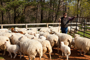 Craig Rogers with his sheep and lambs at his farm, Border Springs Farm, in Patrick Springs VA..Photos by Peter Taylor