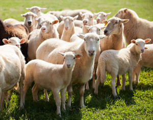 Craig Rogers with his sheep and lambs at his farm, Border Springs Farm, in Patrick Springs VA..Photos by Peter Taylor