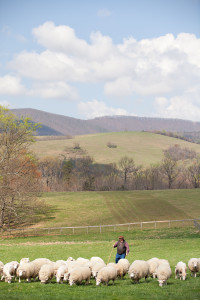 Craig Rogers with his sheep and lambs at his farm, Border Springs Farm, in Patrick Springs VA..Photos by Peter Taylor